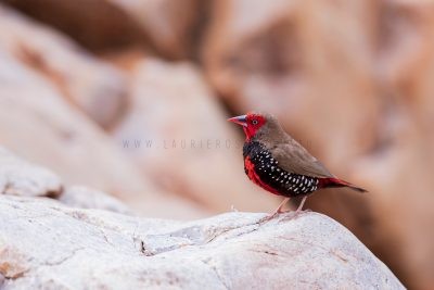 Painted Firetail - Male (Emblema pictum).1