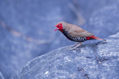 Painted Firetail - Male (Emblema pictum).5