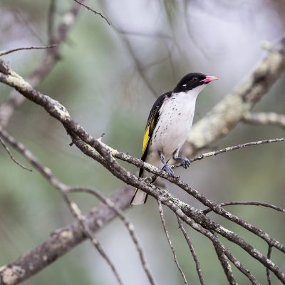 Honeyeaters, Chats, Australian Babblers & Logrunners