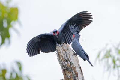 Palm Cockatoo - Male & Female displaying1