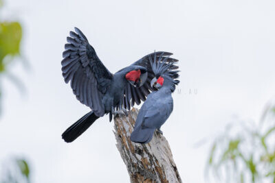 Palm Cockatoo - Male & Female displaying2