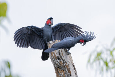 Palm Cockatoo - Male & Female displaying4