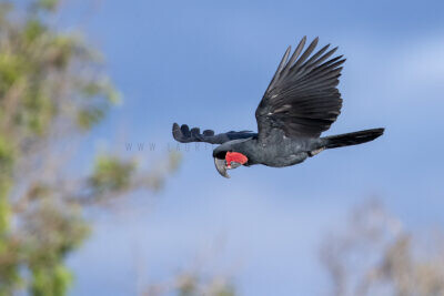 Palm Cockatoo - Male in flight