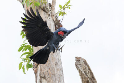 Palm Cockatoo - Male Jump