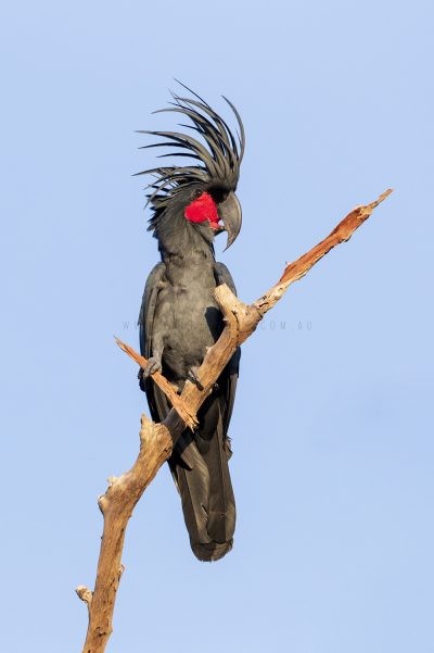 Palm Cockatoo - Male (Probosciger aterrimus macgillivrayi).2