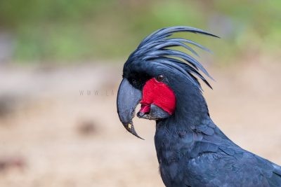 Palm Cockatoo - Portrait