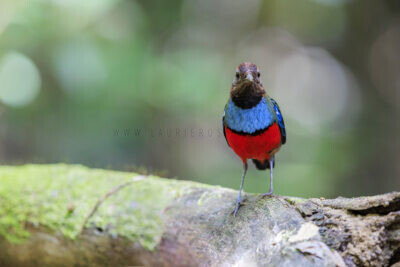Papuan Pitta - Adult 2