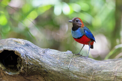 Papuan Pitta - Adult 5