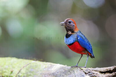 Papuan Pitta - Adult Calling