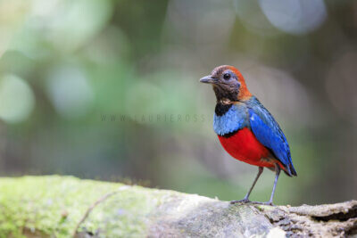 Papuan Pitta - Adult1