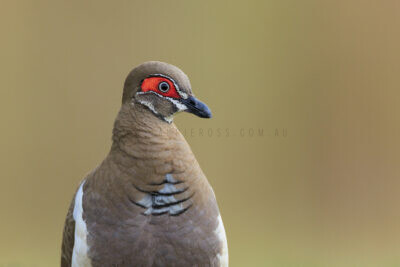 Partridge Pigeon - Portrait