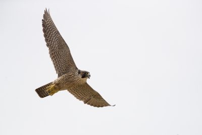 Peregrine Falcon - In Flight (Falco peregrinus macropus)
