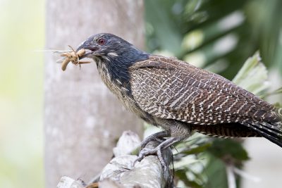 Pheasant Coucal with Prey (Centropus Phasianinus) - Darwin, NT