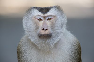 Pig-tailed Macaque - Male (Macaca nemestrina)