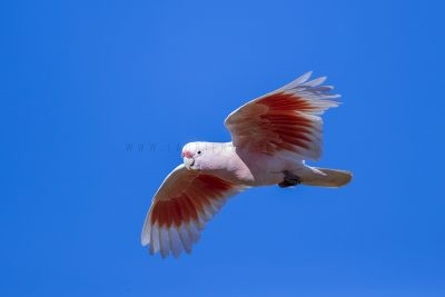 Pink Cockatoo - In Flight (Lophochroa leadbeateri mollis)