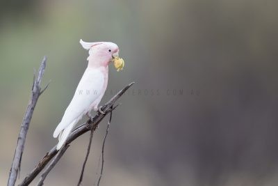 Pink Cockatoo (Lophochroa leadbeateri mollis)