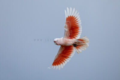 Pink Cockatoo - Male in flight