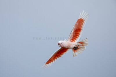 Pink Cockatoo - Male in flight1