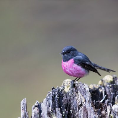 Australian Robins, Larks, Reed-warblers, Grassbirds & Cisticolas