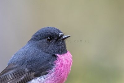 Pink Robin - Male Portrait