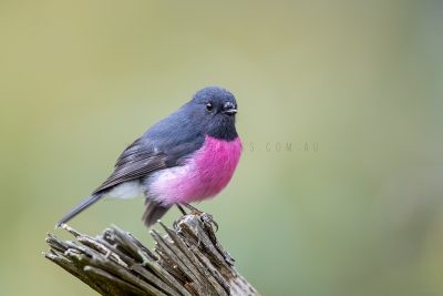 Pink Robin - Male.2