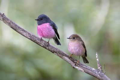 Australasian Robins, Larks, Cisticolas, Reed warblers, Grassbirds and allies