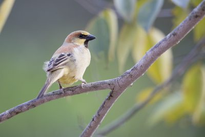 Plain-backed Sparrow (Passer flaveolus)