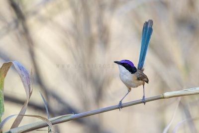 Purple-crowned Fairywren - Male (Malurus coronatus coronatus)4