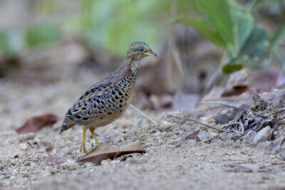 Red-backed Button-quail - Female
