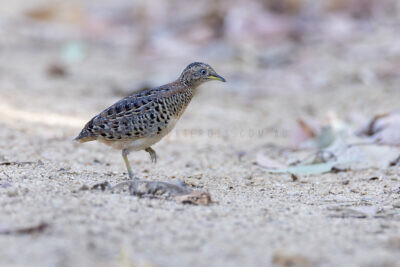 Red-backed Button-quail - Male1