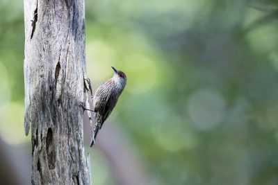 Red-browed Treecreeper - Male (Climacteris erythrops)