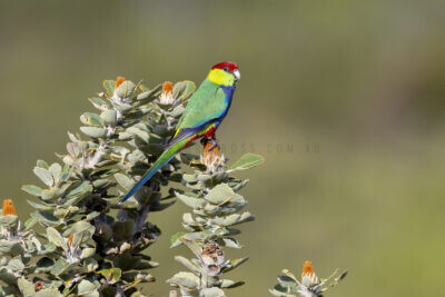 Red-capped Parrot - Male