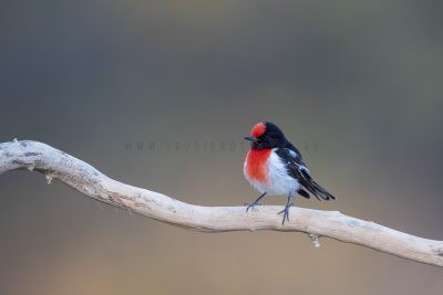 Red-capped Robin - Male (Petroica goodenovii).1