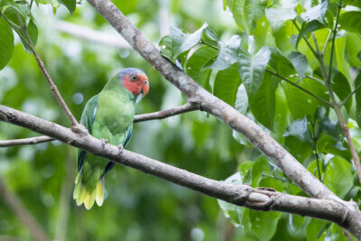 Red-cheeked Parrot (Male)