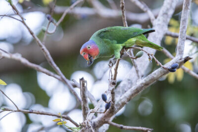 Red-cheeked Parrot - Male5