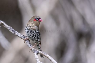 Red-eared Firetail.