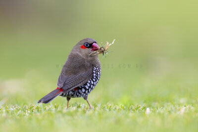 Red-eared Firetail - Eating