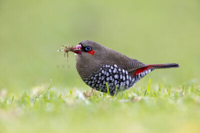 Red-eared Firetail0