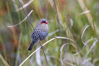 Red-eared Firetail3