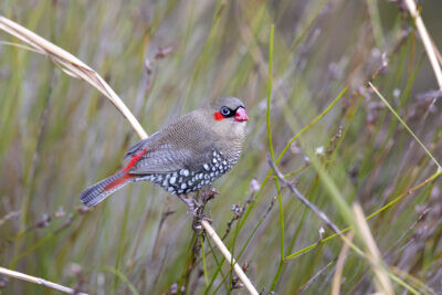 Red-eared Firetail5