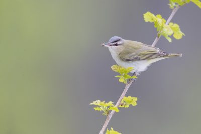 Red-eyed Vireo (Vireo olivaceus)1