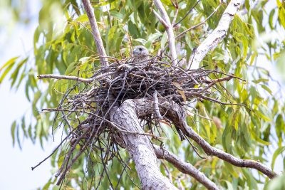 Red Goshawk - Female on nest