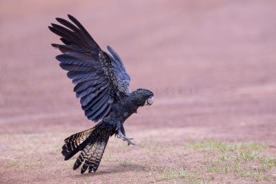 Red-tailed Black-cockatoo - Female Landing