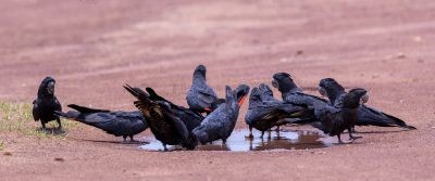 Red-tailed Black-cockatoo Pano