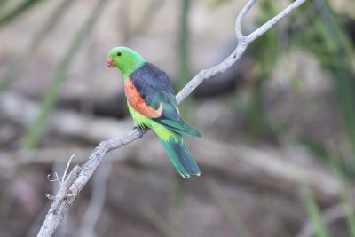 Red-winged Parrot (Male - Aprosmictus erythropterus) - Top Springs, NT.