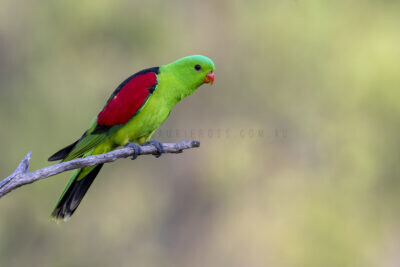 Red-winged Parrot - Male1