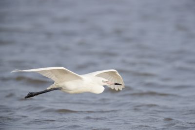 Reddish Egret - White-morph In Flight (Egretta rufescens)