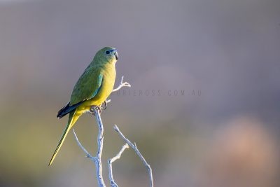 Rock Parrot (Neophema petrophila zietzi)