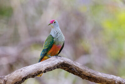Rose-crowned Fruit-dove4