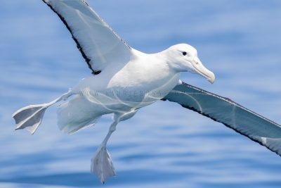 Royal Albatross - Portrait